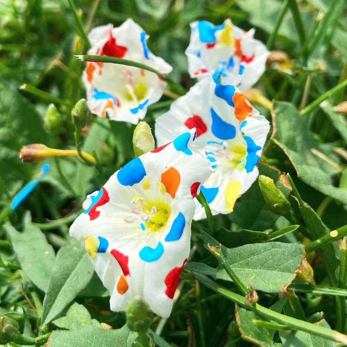 SUNray - front